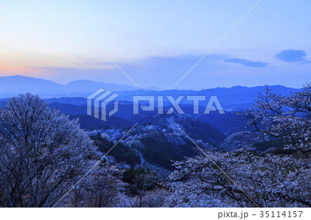 奈良県・吉野山の桜・夕暮れ時 35114157