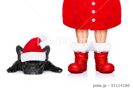 christmas santa claus dog 35114180