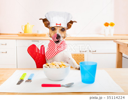 chef cook dog in kitchen 35114224