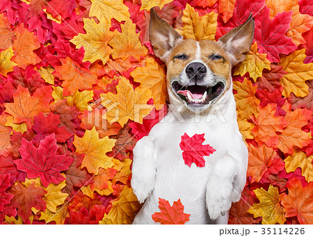 autmn fall leaves dog 35114226