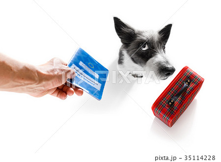 dog on vacation  holidays and luggage bag 35114228