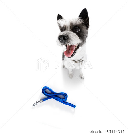 dog  with leash waiting for a walk 35114315