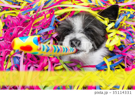 happy new year dog celberation happy new year dog celberation 35114331