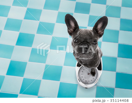 dog on scale , with overweight 35114408