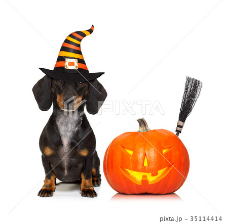 halloween  ghost  dog trick or treat 35114414