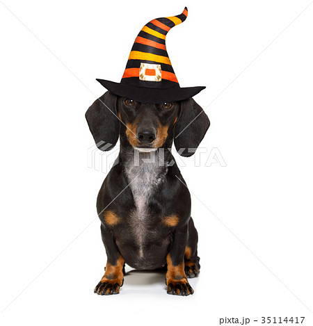 halloween  ghost  dog trick or treat 35114417