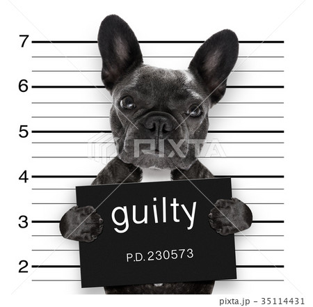 mugshot dog at police station mugshot dog at police station 35114431