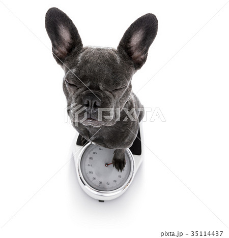 dog on scale , with overweight 35114437