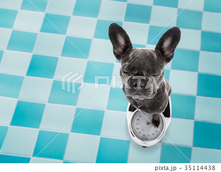 dog on scale , with overweight 35114438