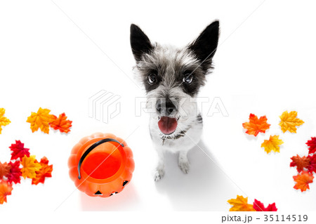 halloween  ghost  dog trick or treat 35114519
