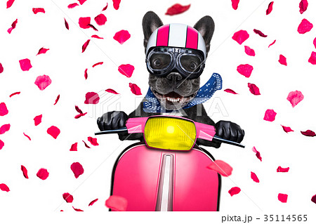 dog on motorbike 35114565