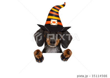 halloween  ghost  dog trick or treat 35114566
