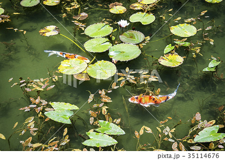 睡蓮が浮く池に錦鯉を見る 35114676
