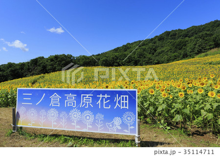 ひまわり畑　三ノ倉高原 35114711