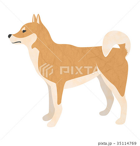 柴犬　年賀状素材　戌年　戌 35114769