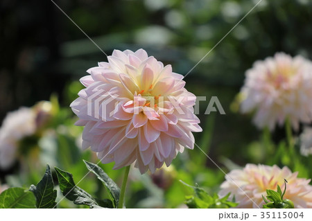 淡いピーチ色のダリア 雪の精 淡いピーチ色のダリア 雪の精 35115004