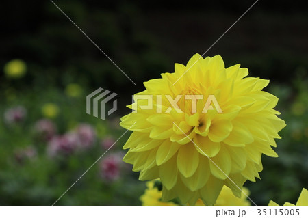 黄色いダリア　月光美 35115005