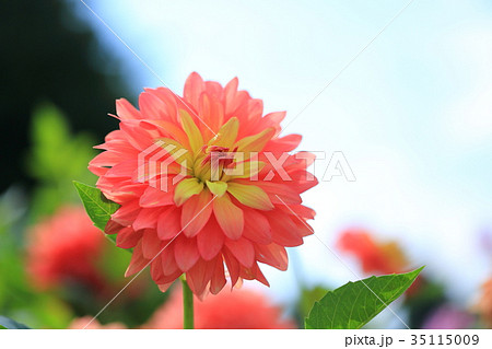 オレンジ色のダリア 唱歌 オレンジ色のダリア 唱歌 35115009