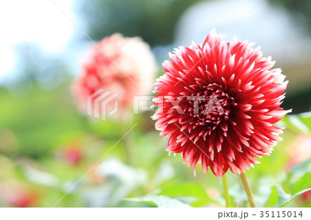 赤いダリア　千秋くじゃく 35115014