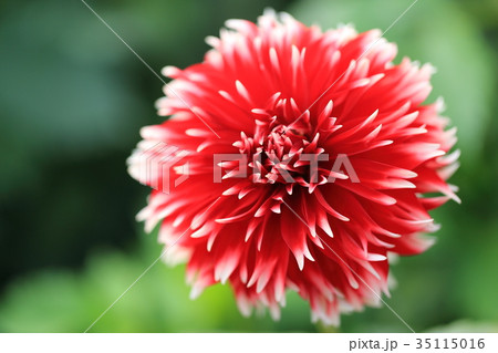 赤いダリア　千秋くじゃく 35115016