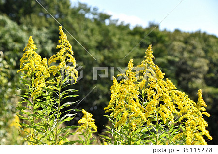 セイタカアワダチソウ（背高泡立草） 35115278