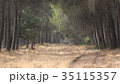 Nature Forest And Trees 35115357