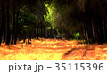Evening Dark Forest Scene 35115396