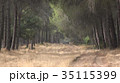 Nature Forest And Trees 35115399