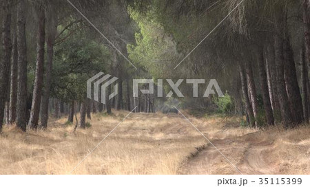 Nature Forest And Trees 35115399