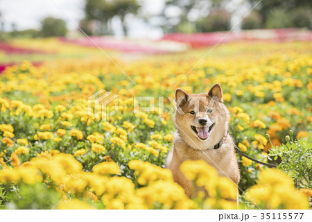 花畑のかわいい柴犬 カメラ目線の写真素材