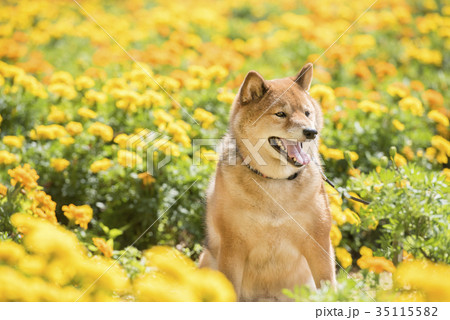 花畑のかわいい柴犬 花畑のかわいい柴犬 35115582