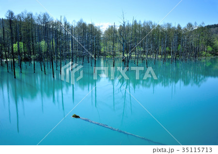 美瑛青池 35115713