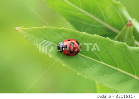 ナナホシテントウ ナナホシテントウ 35116117