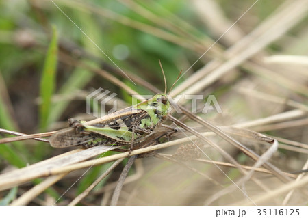 クルマバッタモドキの緑色型 35116125