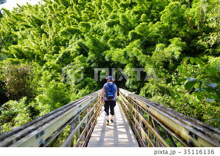 Tourist admiring lush tropical vegetation of the Hawaii Tropical Botanical Garden of Big Island Tourist admiring lush tropical vegetation of the Hawaii Tropical Botanical Garden of Big Island 35116136