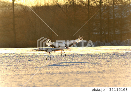 丹頂鶴 サルルンカムイ 湿原の神 丹頂鶴 サルルンカムイ 湿原の神 35116163