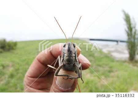 捕まえたトノサマバッタ 捕まえたトノサマバッタ 35116332