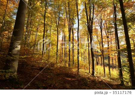 Autumnal forest backlit by the morning sun 35117176