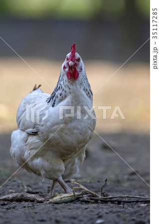 Hen in the run Hen in the run 35117285