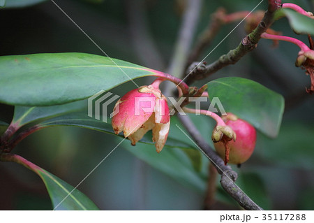 モッコクの実 モッコクの実 35117288