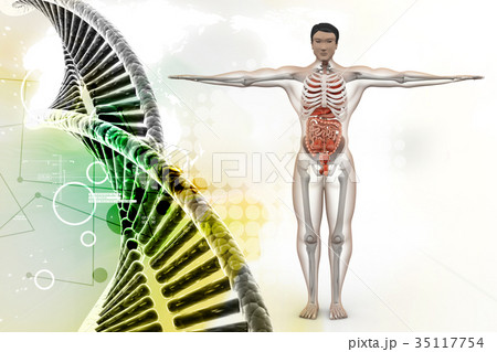 human anatomy 35117754