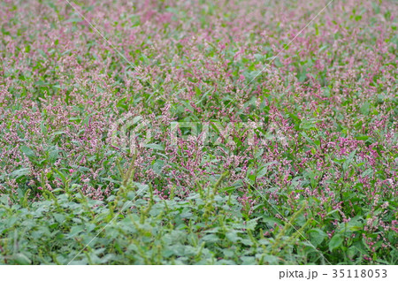 藍の花 藍の花 35118053