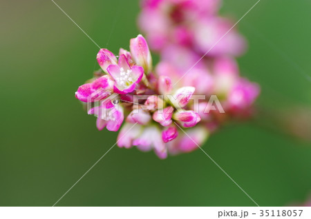 藍の花 35118057
