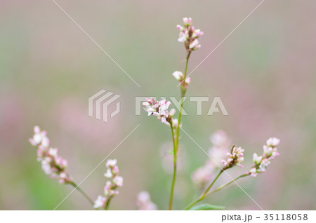 藍の花 藍の花 35118058