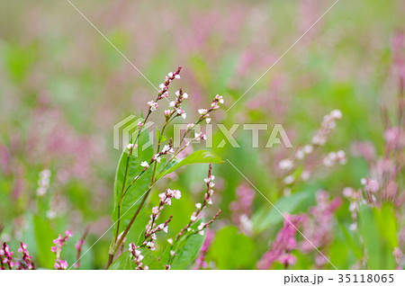 藍の花 35118065