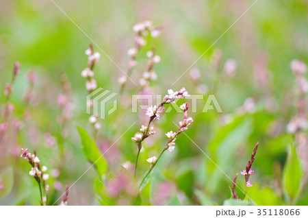 藍の花 藍の花 35118066