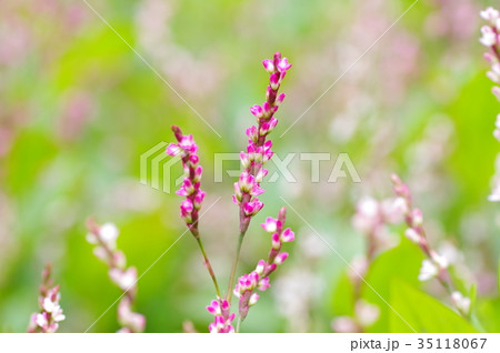 藍の花 藍の花 35118067