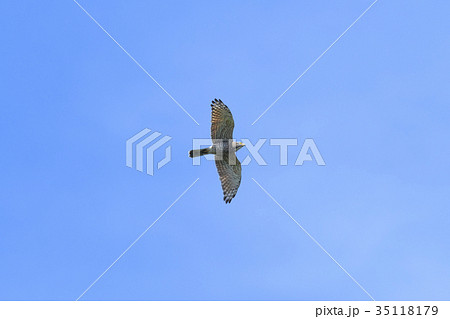 サシバ成鳥 サシバ成鳥 35118179