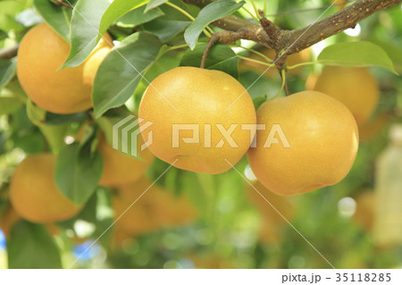 梨　幸水 35118285