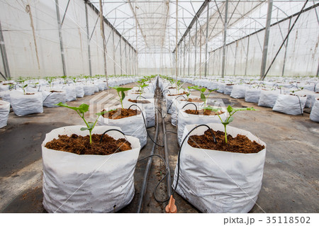 cucumber plant growing in greenhouse 35118502